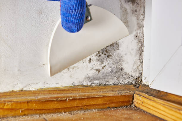 Best Residential Mold Inspection & Testing  in West Point, MS